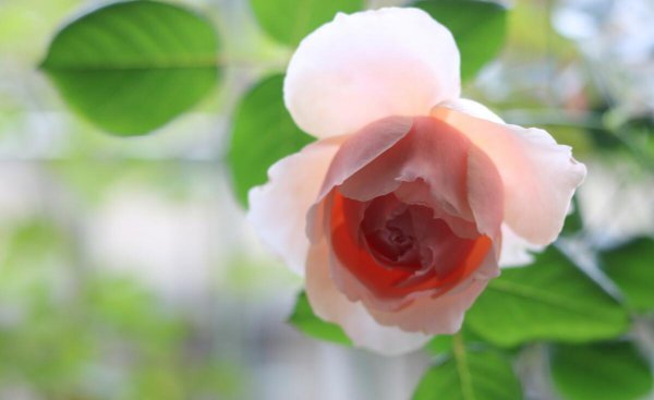 月季花品种有哪些名字介绍