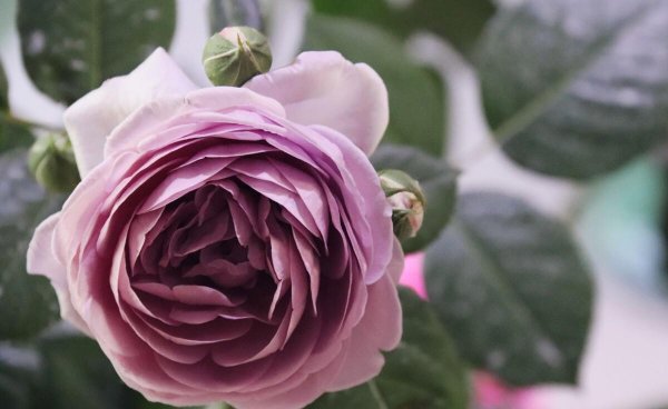 月季花品种有哪些名字介绍