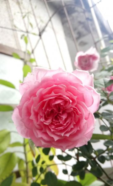 月季花品种有哪些名字介绍