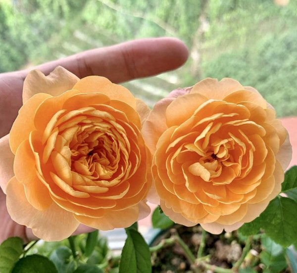 月季花品种有哪些名字介绍
