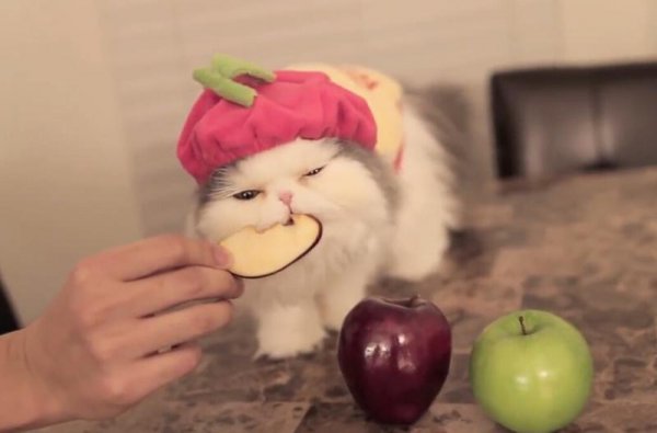 猫最爱吃的10种食物排名