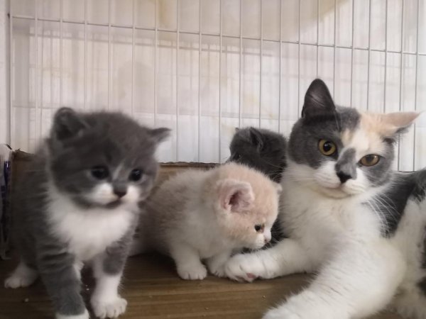 串串蓝猫和纯种区别