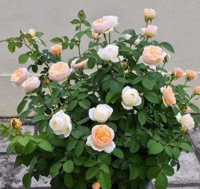 月季花的扦插懒人方法