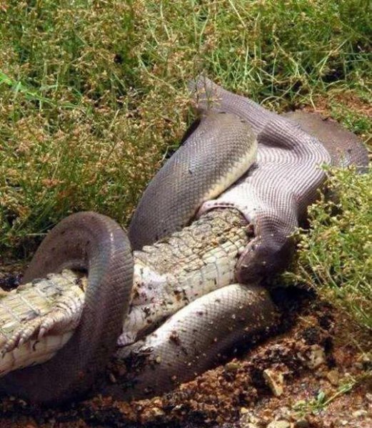 史前灭绝的五大巨兽