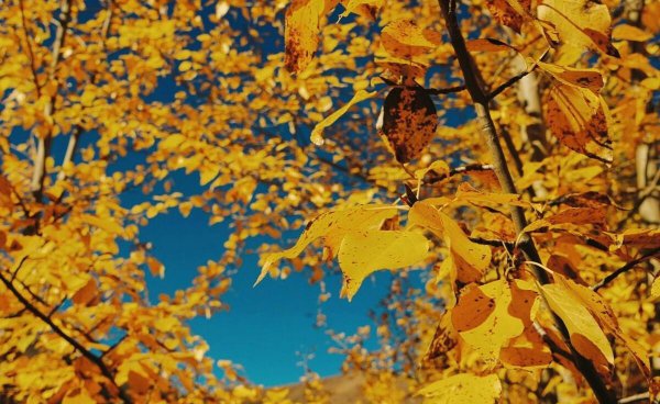 贾岛最著名的一首诗