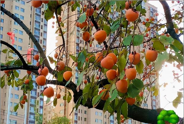 庭院门口适合栽什么树风水好