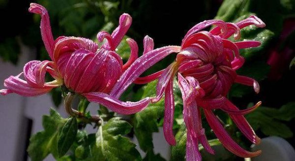 菊花在什么时候开放是什么季节