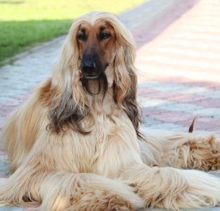 我国阿富汗猎犬为什么被禁养 国内不能养阿富汗猎犬的原因