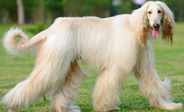 我国阿富汗猎犬为什么被禁养