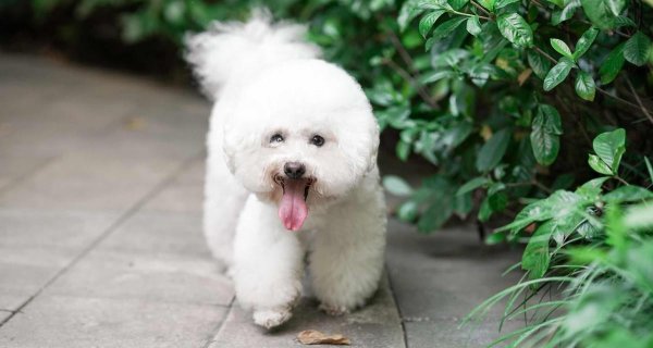 狗种类大全及名称图片