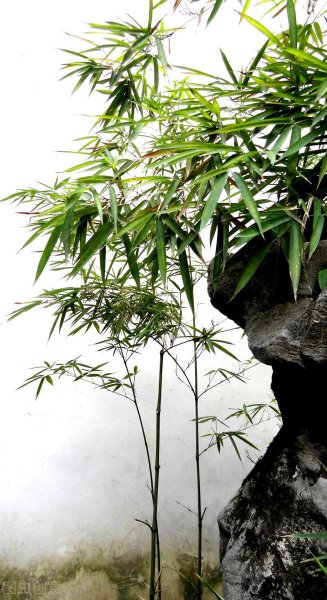 竹石作者简介及背景资料