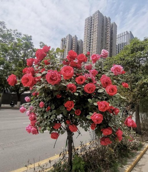 月季树价格是多少一棵