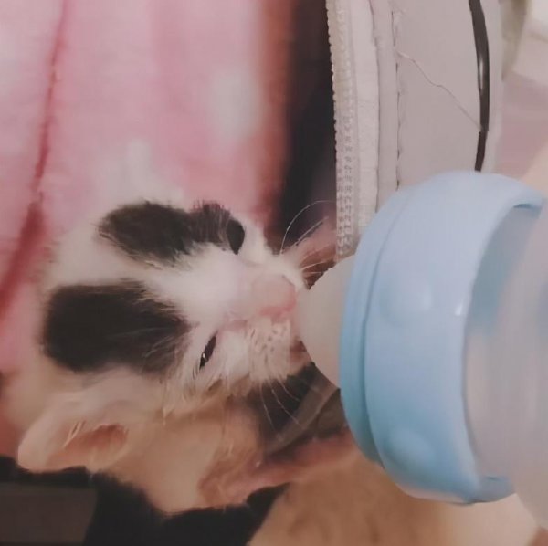 怎么判断猫的年龄图解
