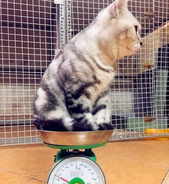 怎么判断猫的年龄图解