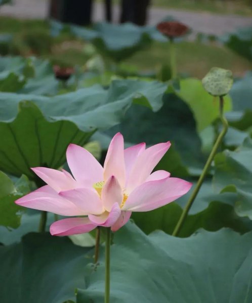 山海经里好听的名字