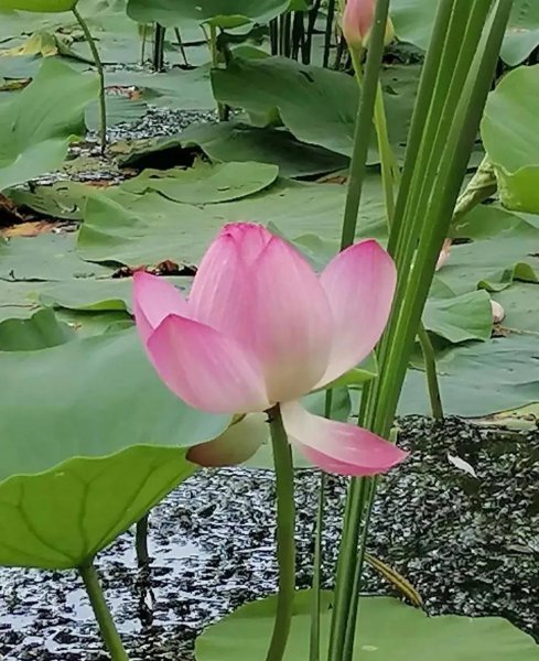 山海经里好听的名字