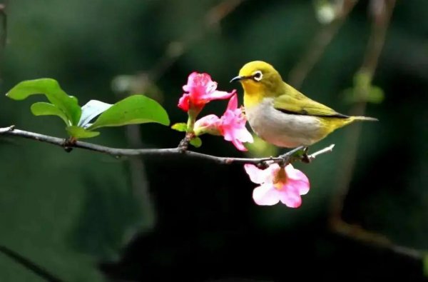 山海经里好听的名字