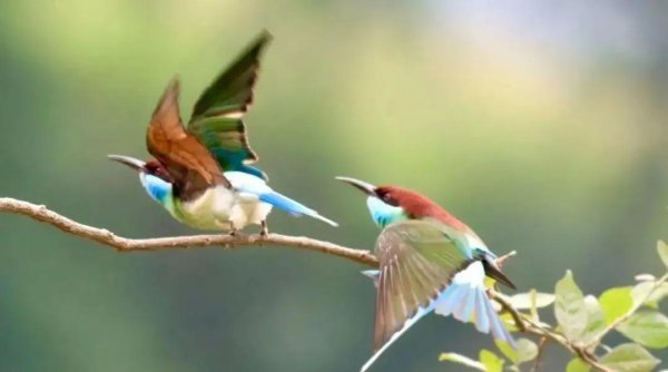 山海经里好听的名字