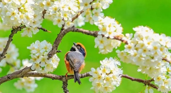 山海经里好听的名字