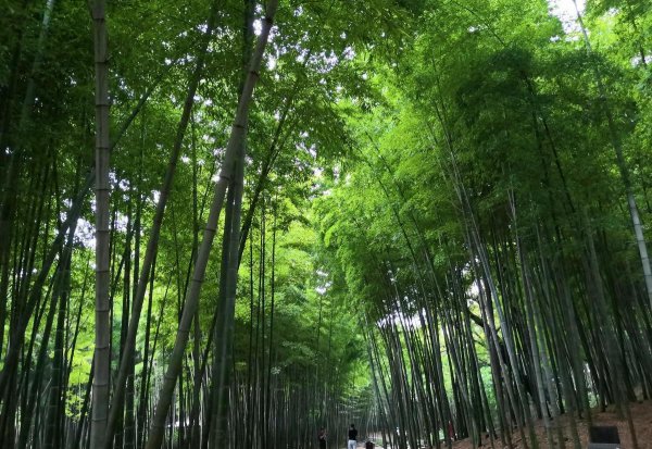 诗词涉及竹的诗句是哪一句