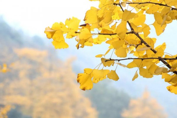 绝美古诗词欣赏