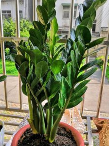 金钱树叶子发黄是什么原因 金钱树黄叶这样补救叶子油绿