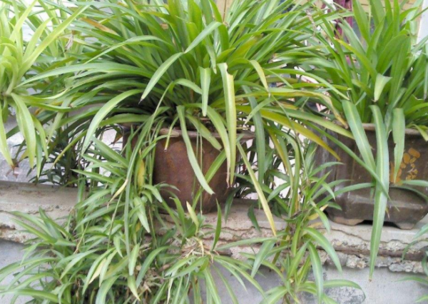 电脑旁边放什么植物防辐射最好