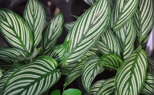 7种适合卧室养的植物