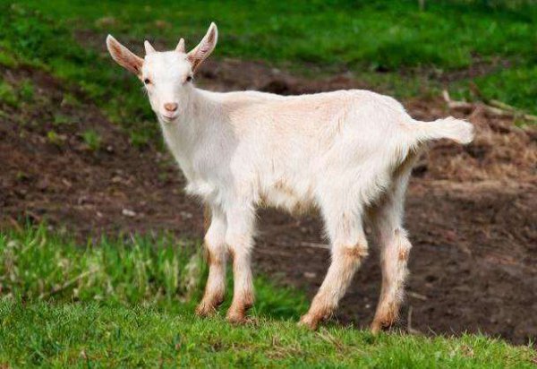 诗经中讽刺剥削者的诗是什么