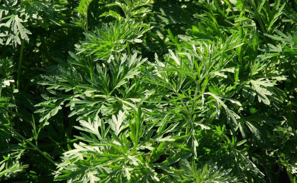 肖和萧是同一个姓吗