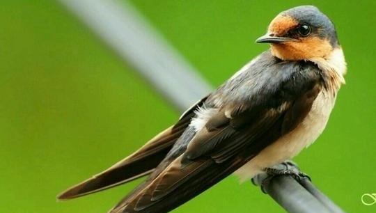 关于春天小燕子的诗歌有哪些