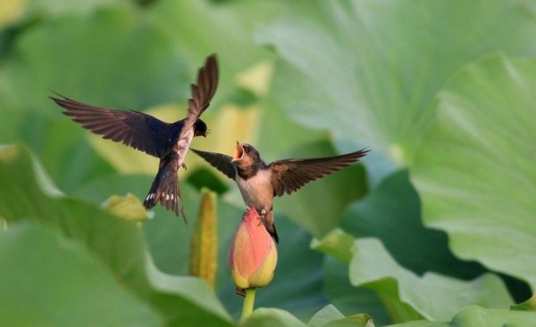 关于春天小燕子的诗歌有哪些