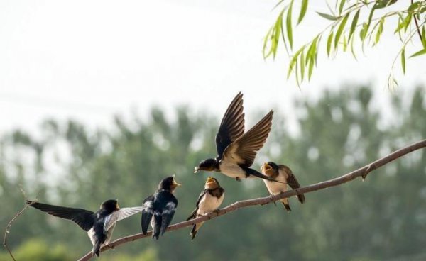 关于春天小燕子的诗歌有哪些