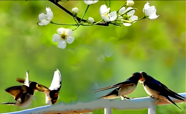 关于春天小燕子的诗歌有哪些