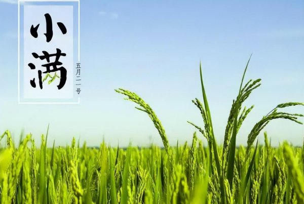 关于小满节气的谚语或知识