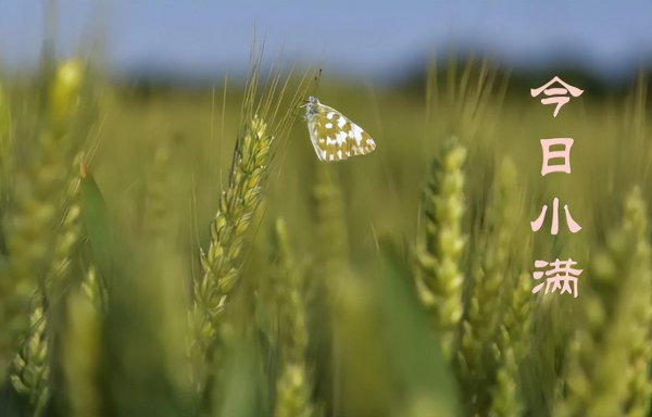 关于小满节气的谚语或知识