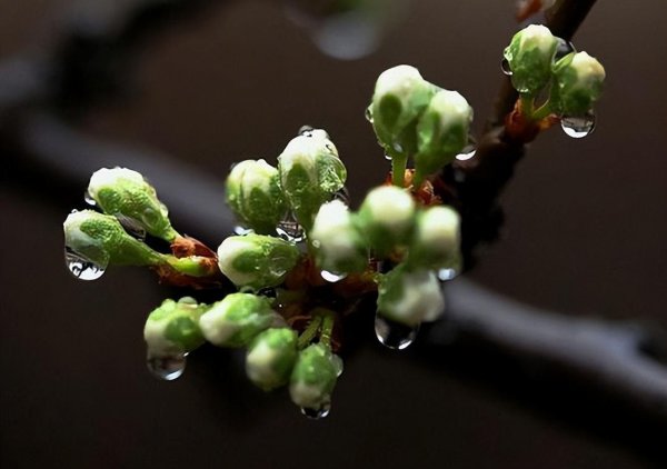 春雨的含义古诗赏析