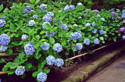 怎么让绣球花变色快更好看 绣球花怎么改变花的颜色