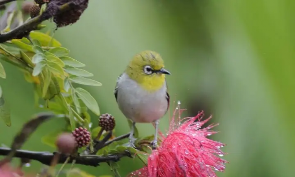 形容鸟语花香的诗句