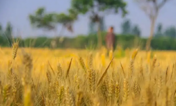 描写芒种的优美诗句名言