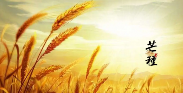 描写芒种的优美诗句名言