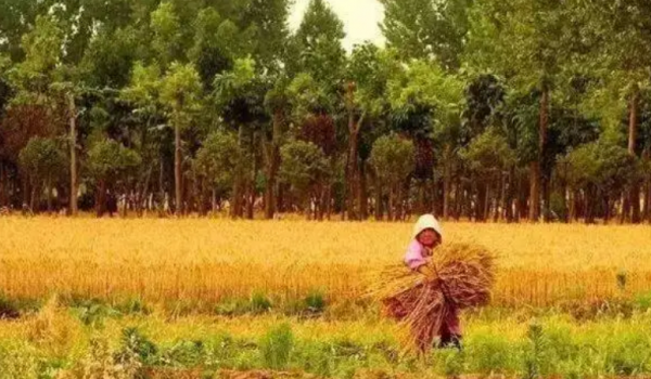 描写芒种的优美诗句名言
