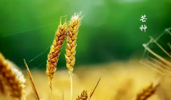 描写芒种的优美诗句名言