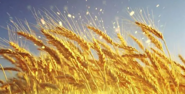 描写芒种的优美诗句名言