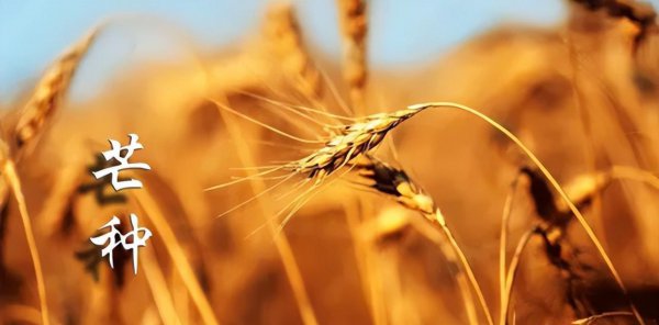 描写芒种的优美诗句名言