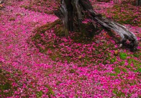 塞上听吹笛翻译及赏析