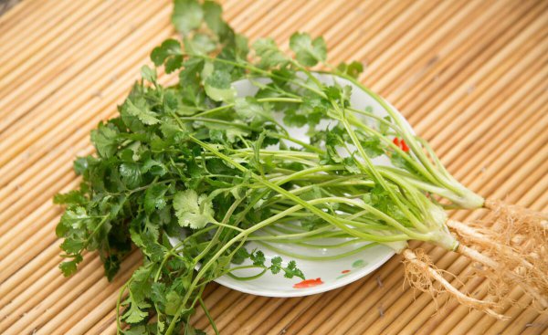 十月份适合种植的蔬菜