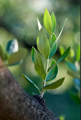 代表和平的植物