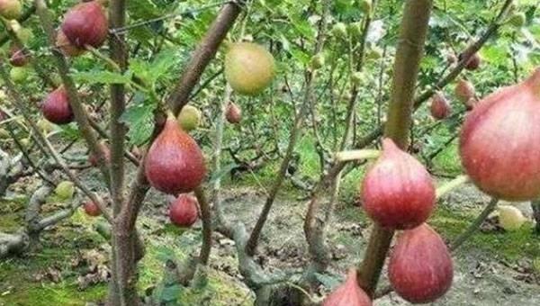 无花果不结果是怎么回事