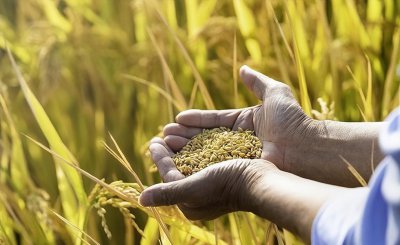 水稻生长周期是几个月 早晚稻种植时间和收获时间